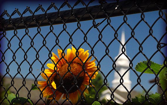 LDS Chapel: Chainlink Fence